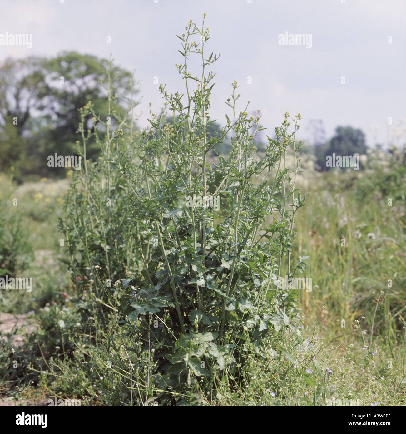Hedge senape Sisymbrium officinale in fiore Foto Stock