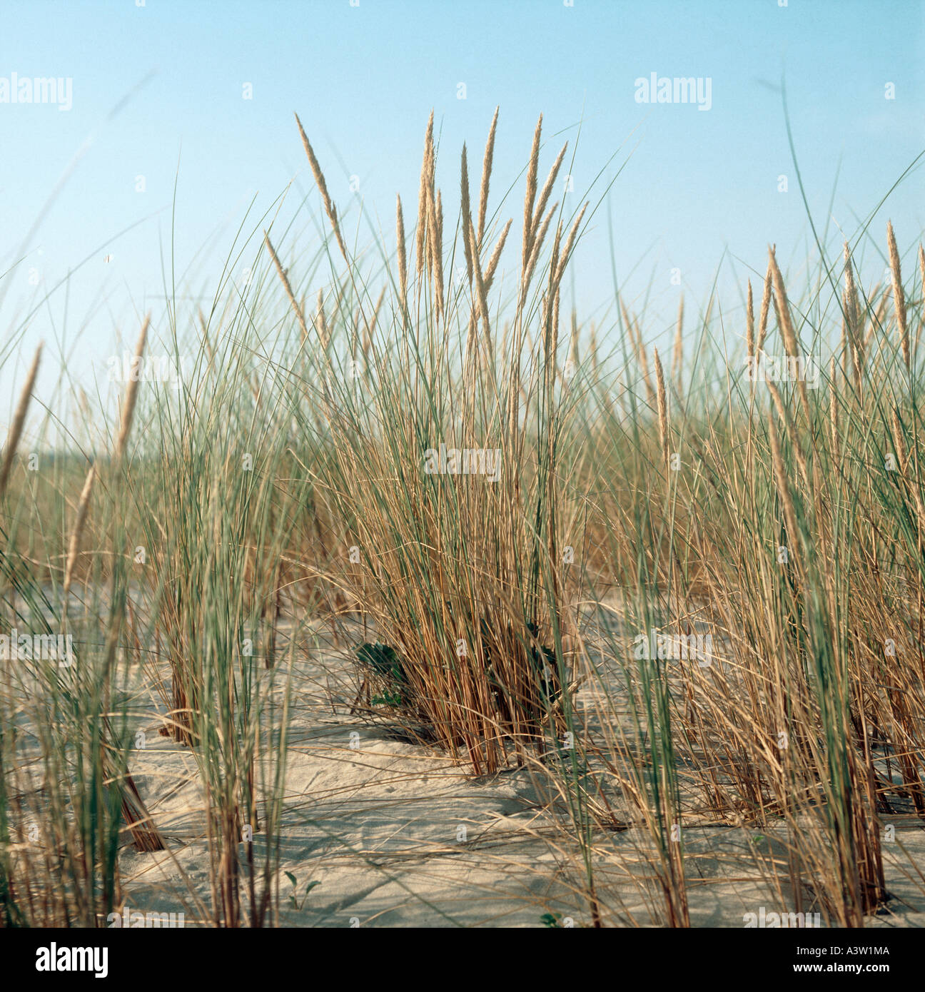 Marram grass Ammophila arenaria semina su dune di sabbia Foto Stock