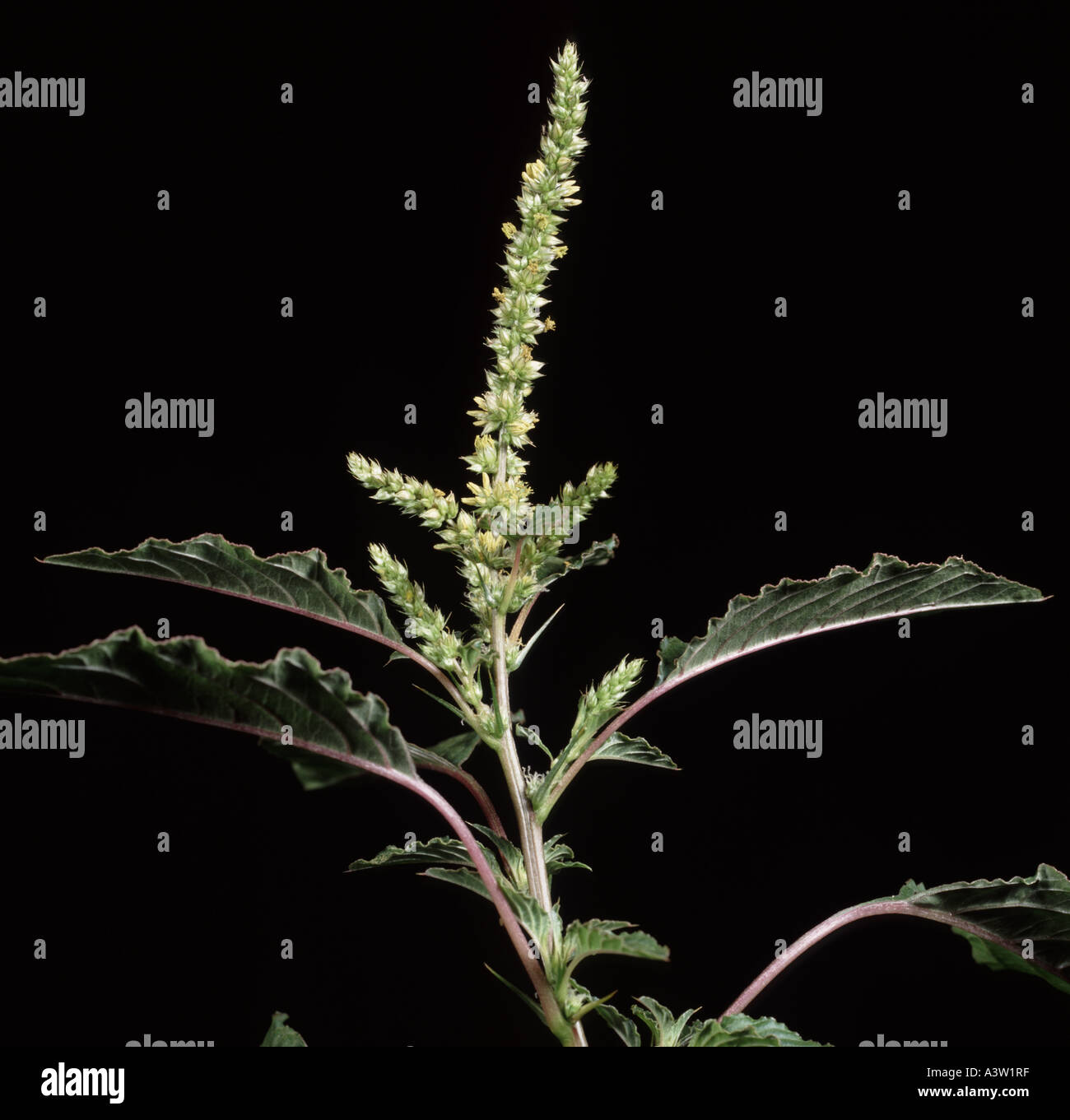 Lo spagnolo calulu Amaranthus dubius flower spike Foto Stock