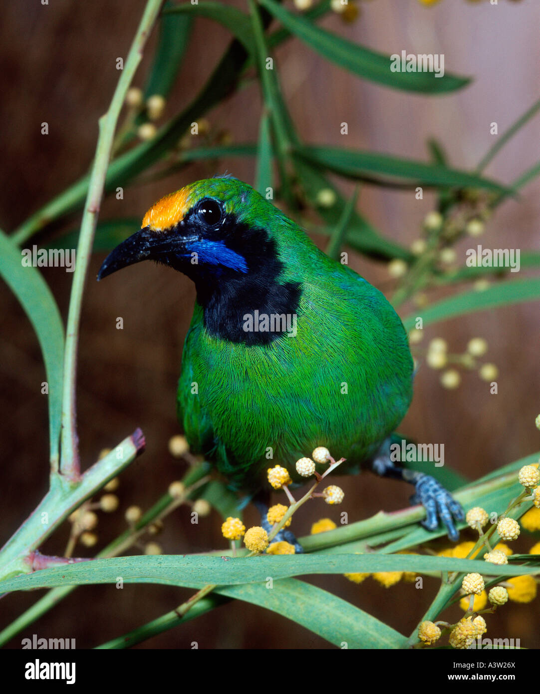 Golden-fronteggiata Leafbird Foto Stock