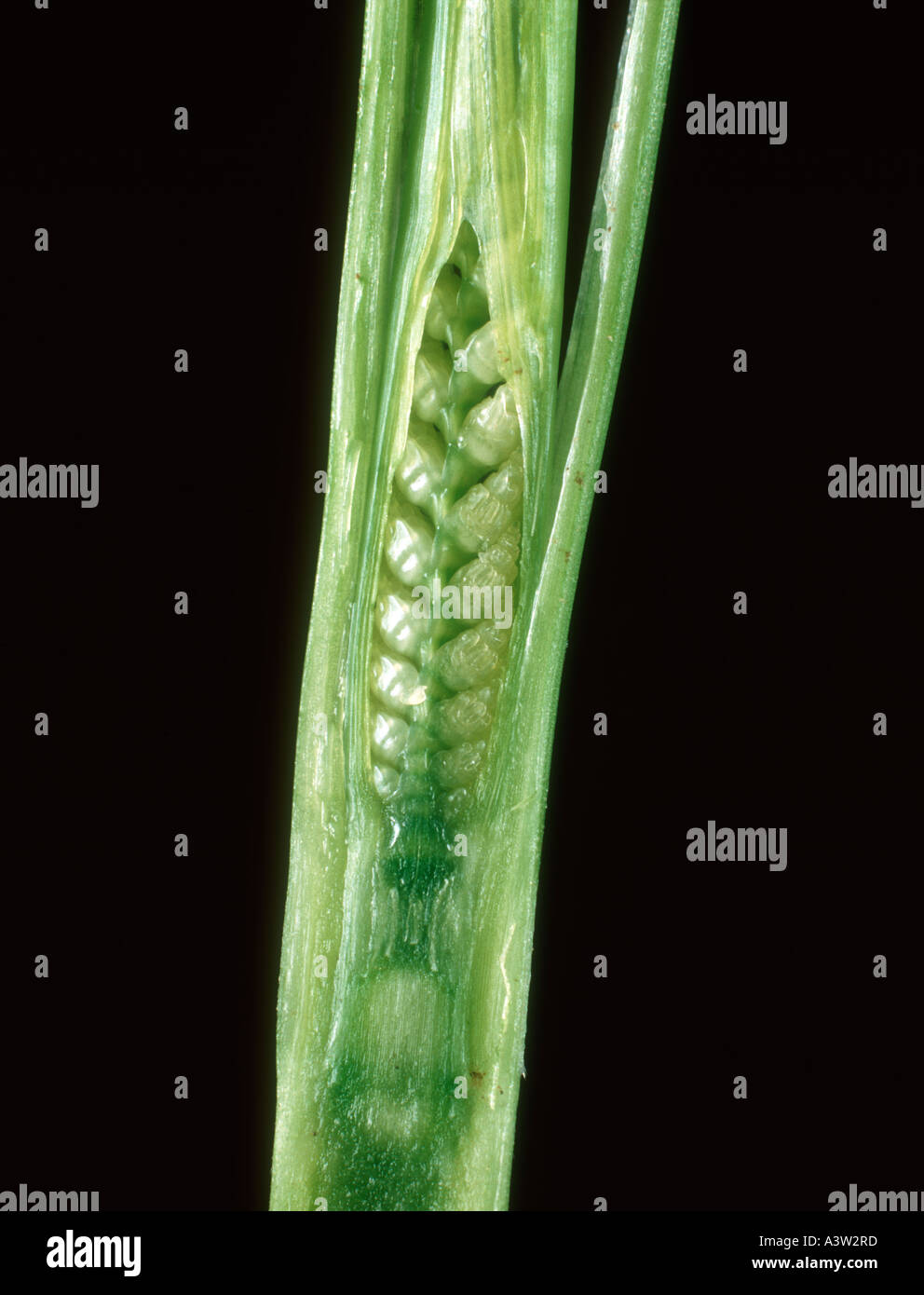 Orecchio embrione di grano esposto con un gambo di grano Foto Stock