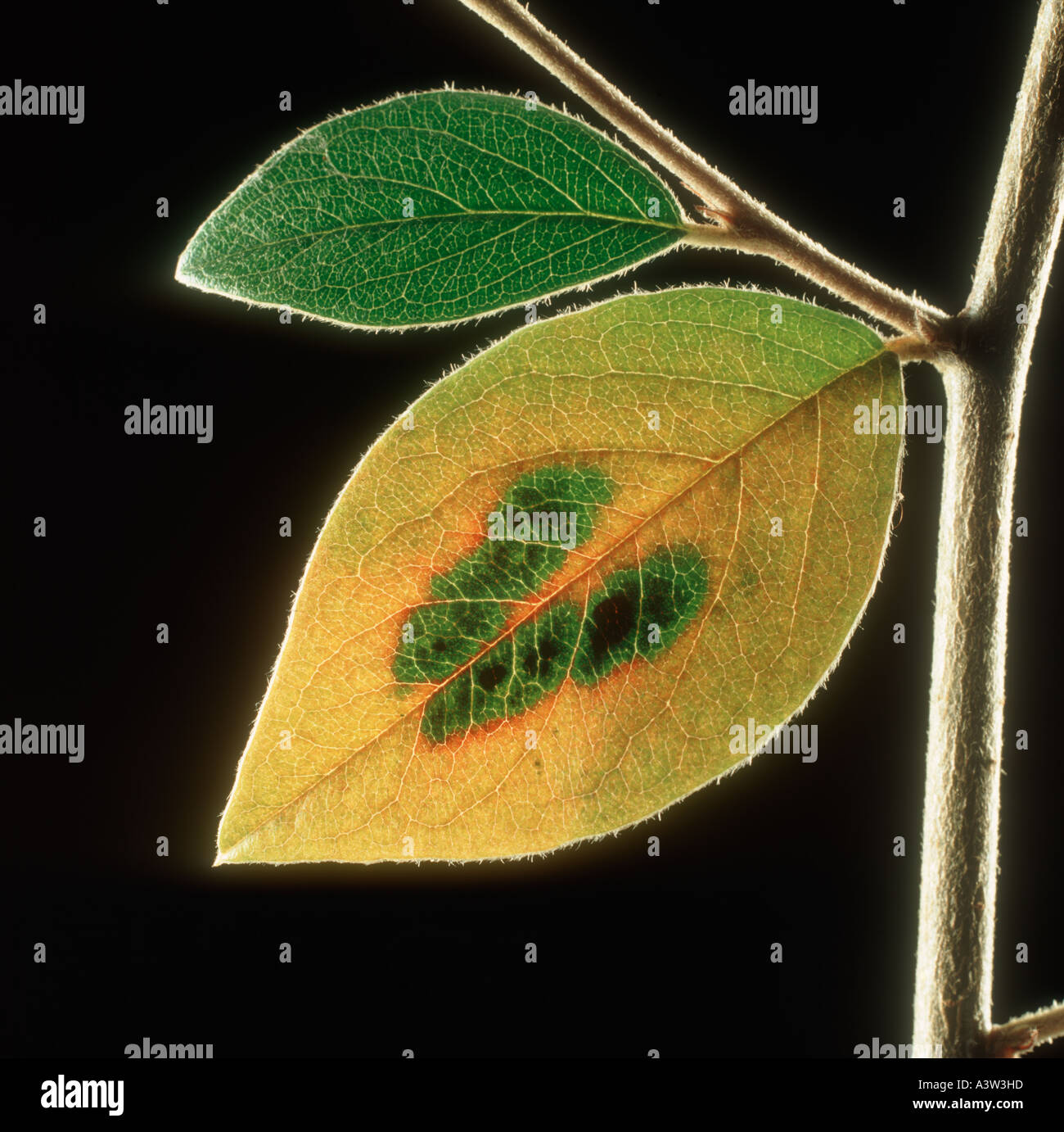 Cotoneaster foglia retroilluminata per mostrare una fase intermedia di senescenza foglia Foto Stock