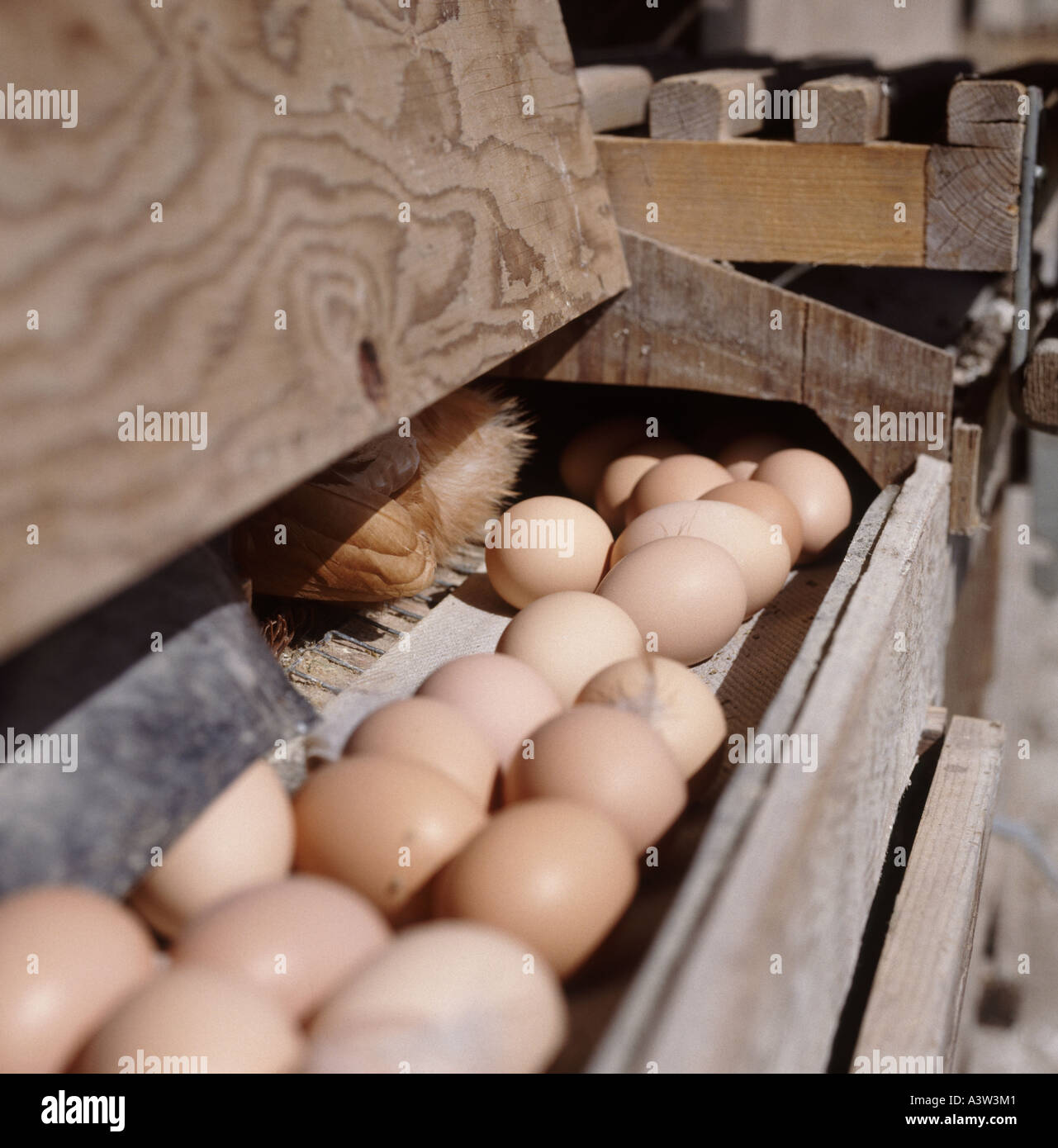 Uova sul trasportatore di cui da free range galline Gallus spp in posa sono ' appollaiati case Foto Stock