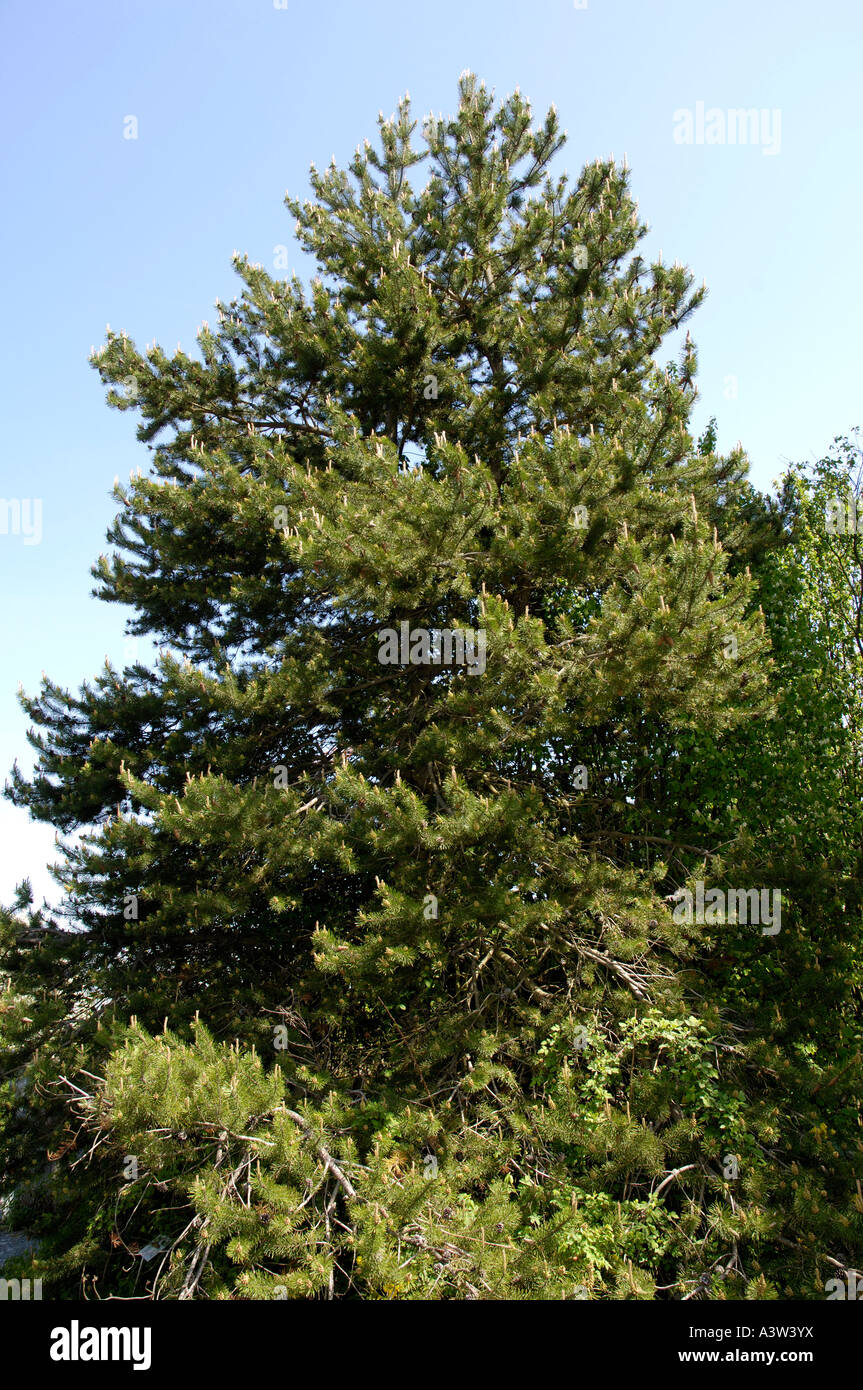 Lodgepole Pine Foto Stock