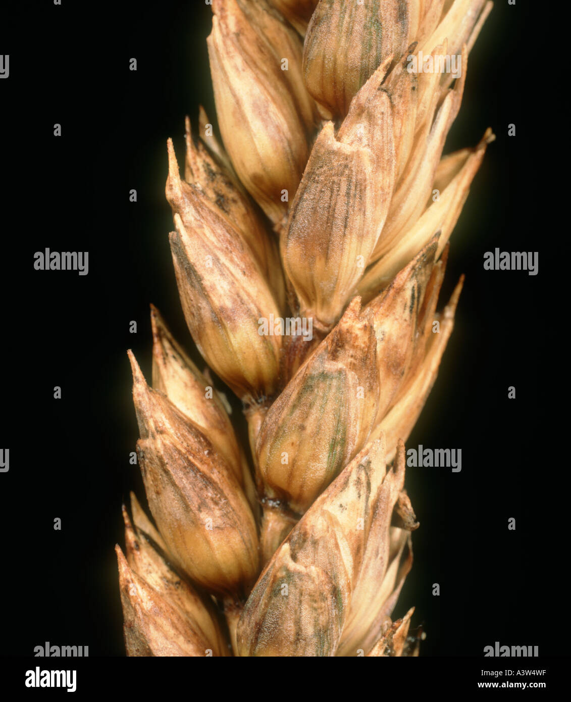 Glume blotch (Phaeosphaeria nodorum) infetto orecchio di grano Foto Stock