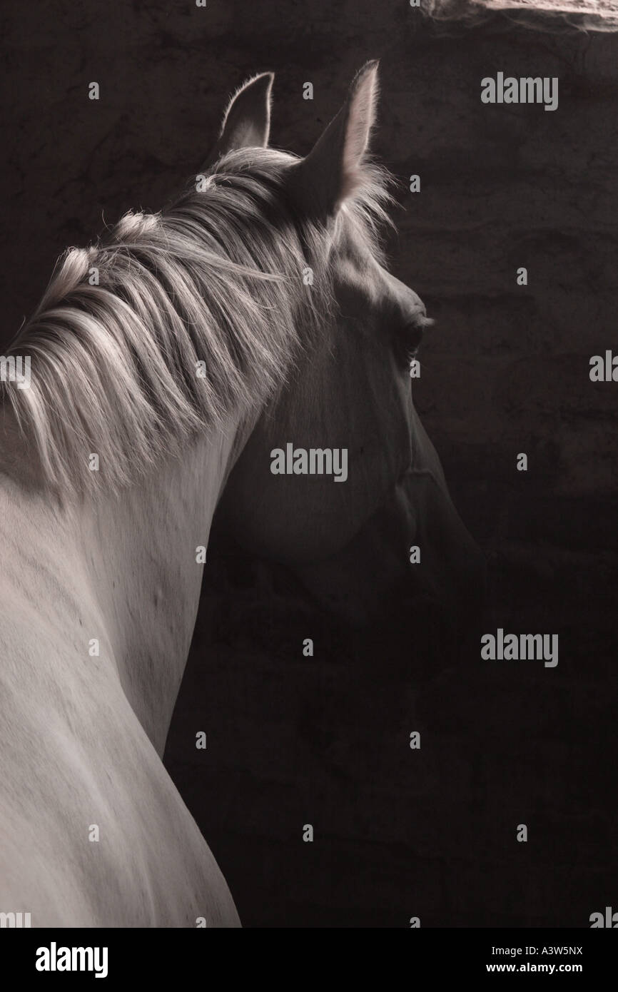 Il cavallo grigio in una scatola scura Foto Stock
