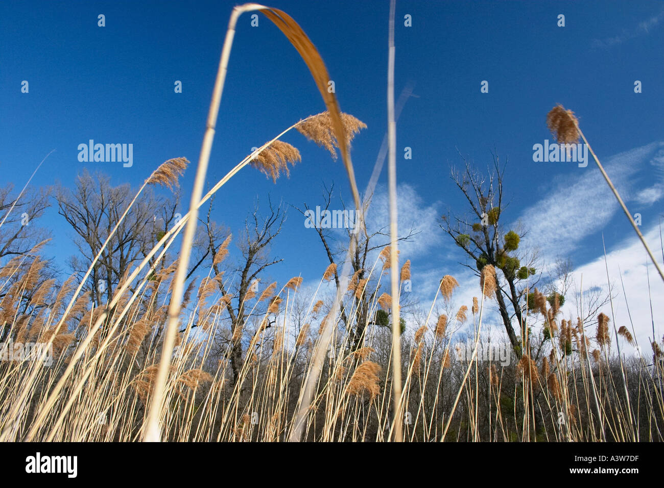 Reed in Lobau Foto Stock