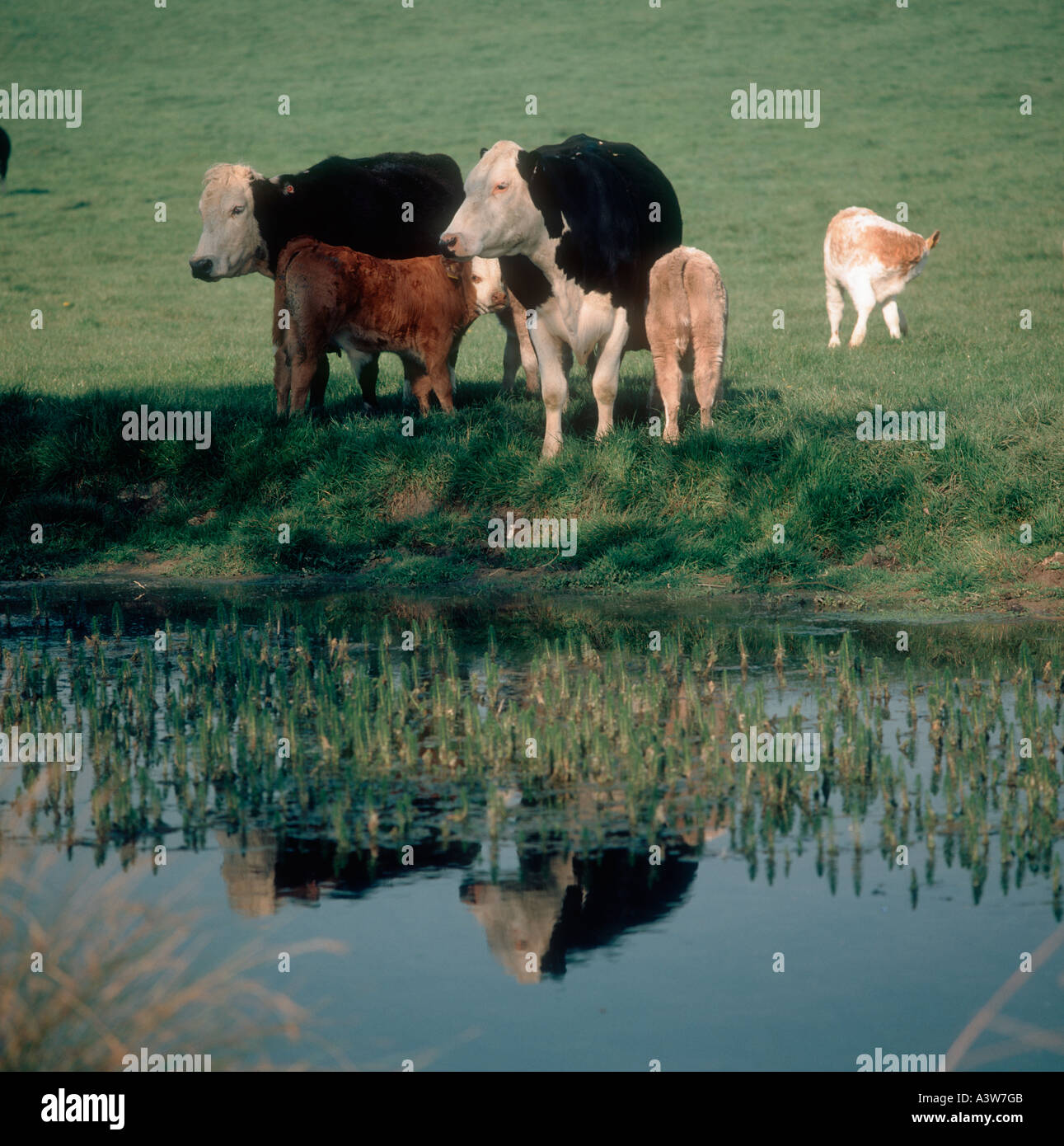 Il frisone Holstein x Hereford vacche nutrici e di vitelli su una riva di un fiume Foto Stock