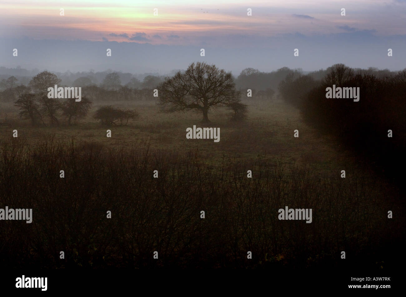 Paesaggio nebbioso all'alba con alberi sagomati in luce soffusa e suggestivo scenario di campagna all'alba Foto Stock