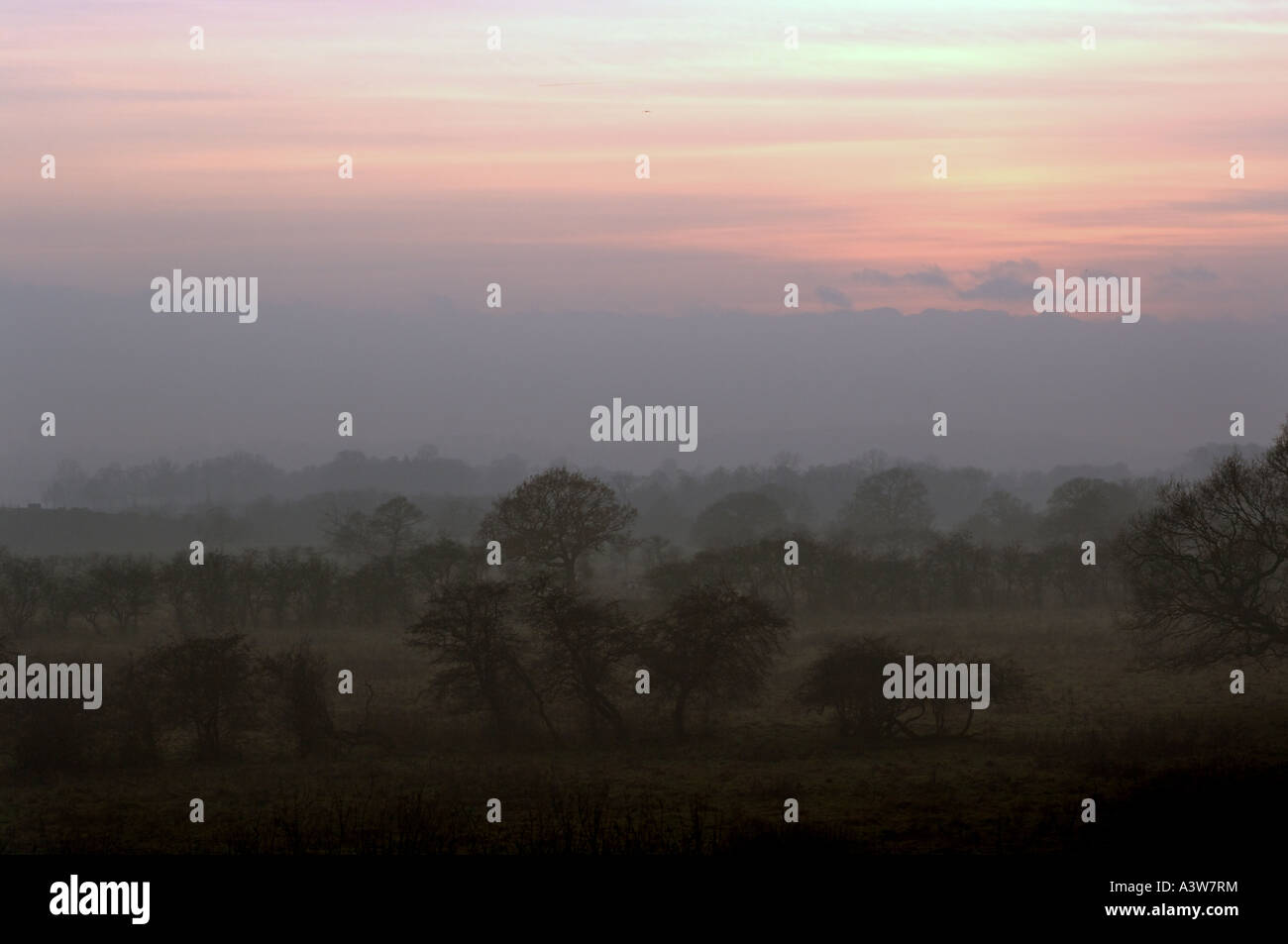 Paesaggio nebbioso all'alba con alberi sagomati in luce soffusa e suggestivo scenario di campagna all'alba Foto Stock