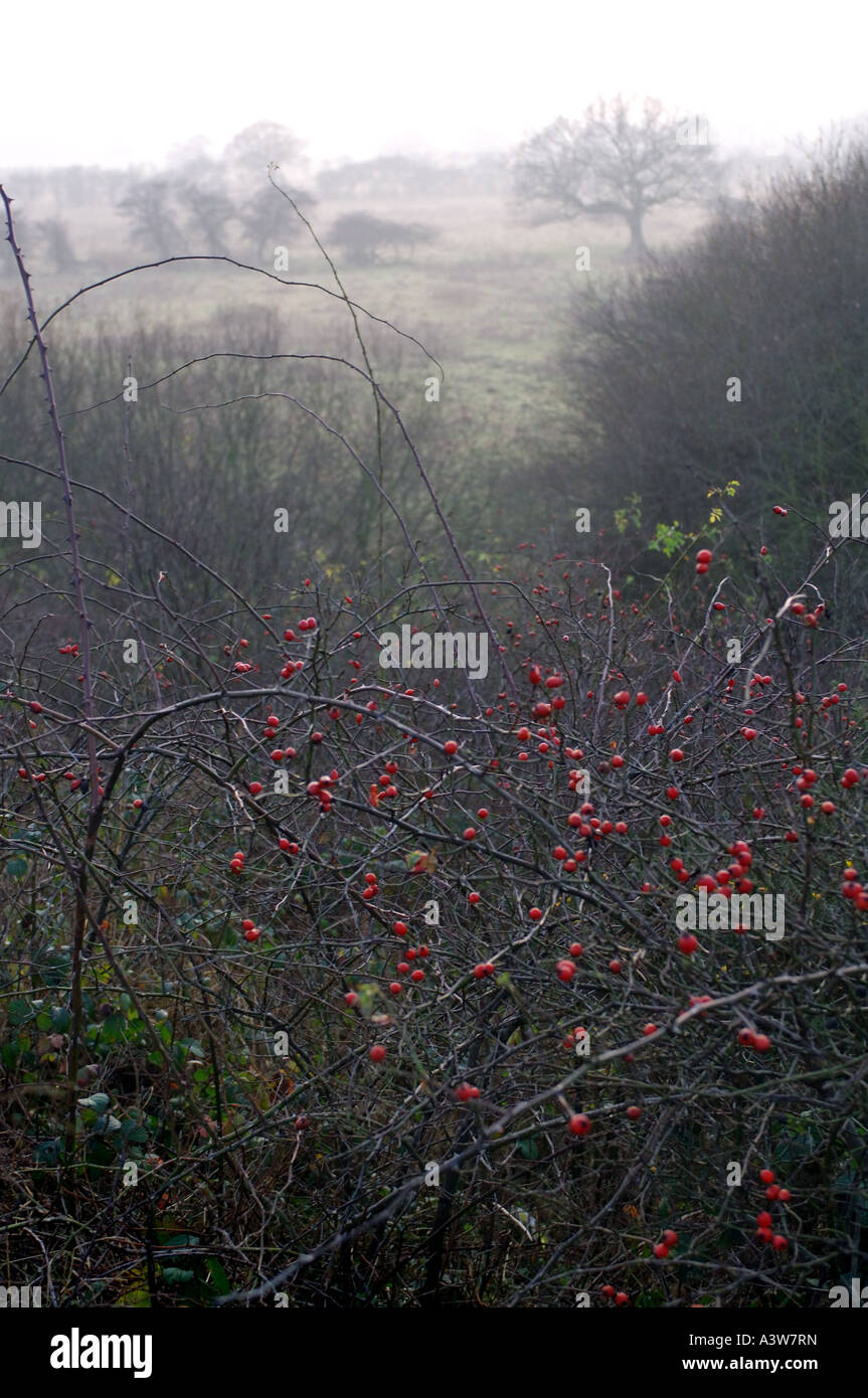 Paesaggio nebbioso all'alba con alberi sagomati in luce soffusa e suggestivo scenario di campagna all'alba Foto Stock