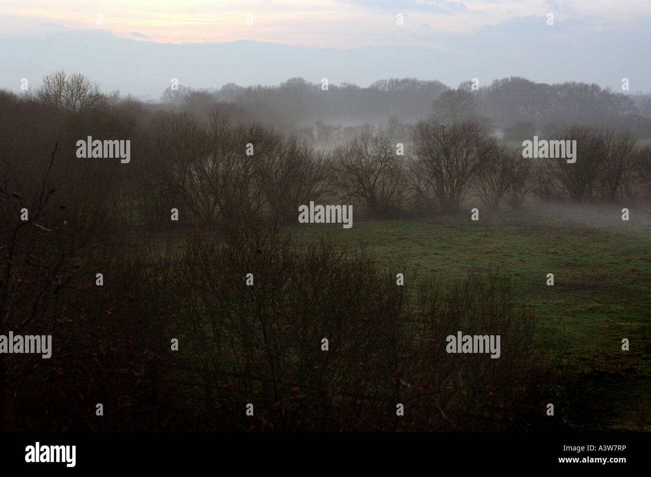 Paesaggio nebbioso all'alba con alberi sagomati in luce soffusa e suggestivo scenario di campagna all'alba Foto Stock