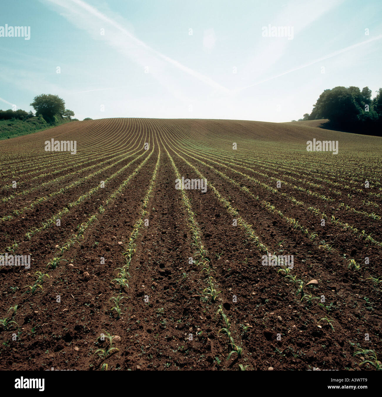 Guardando lungo righe di molto giovane piantina di mais o granoturco raccolto Foto Stock