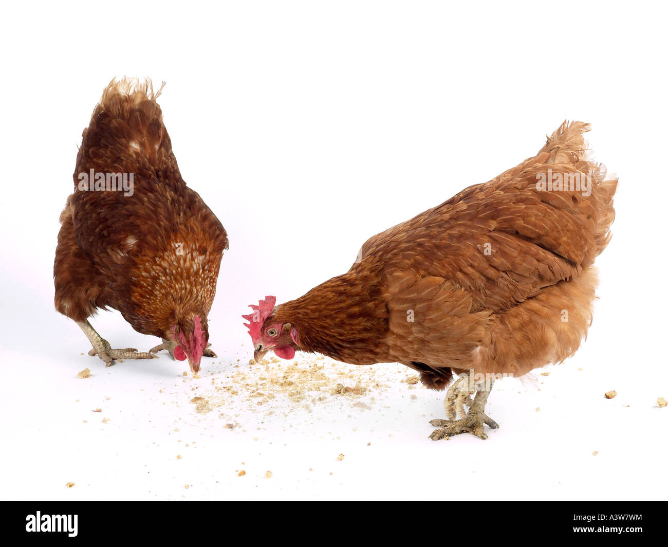 Due galline marrone becchettare al cibo. Foto Stock
