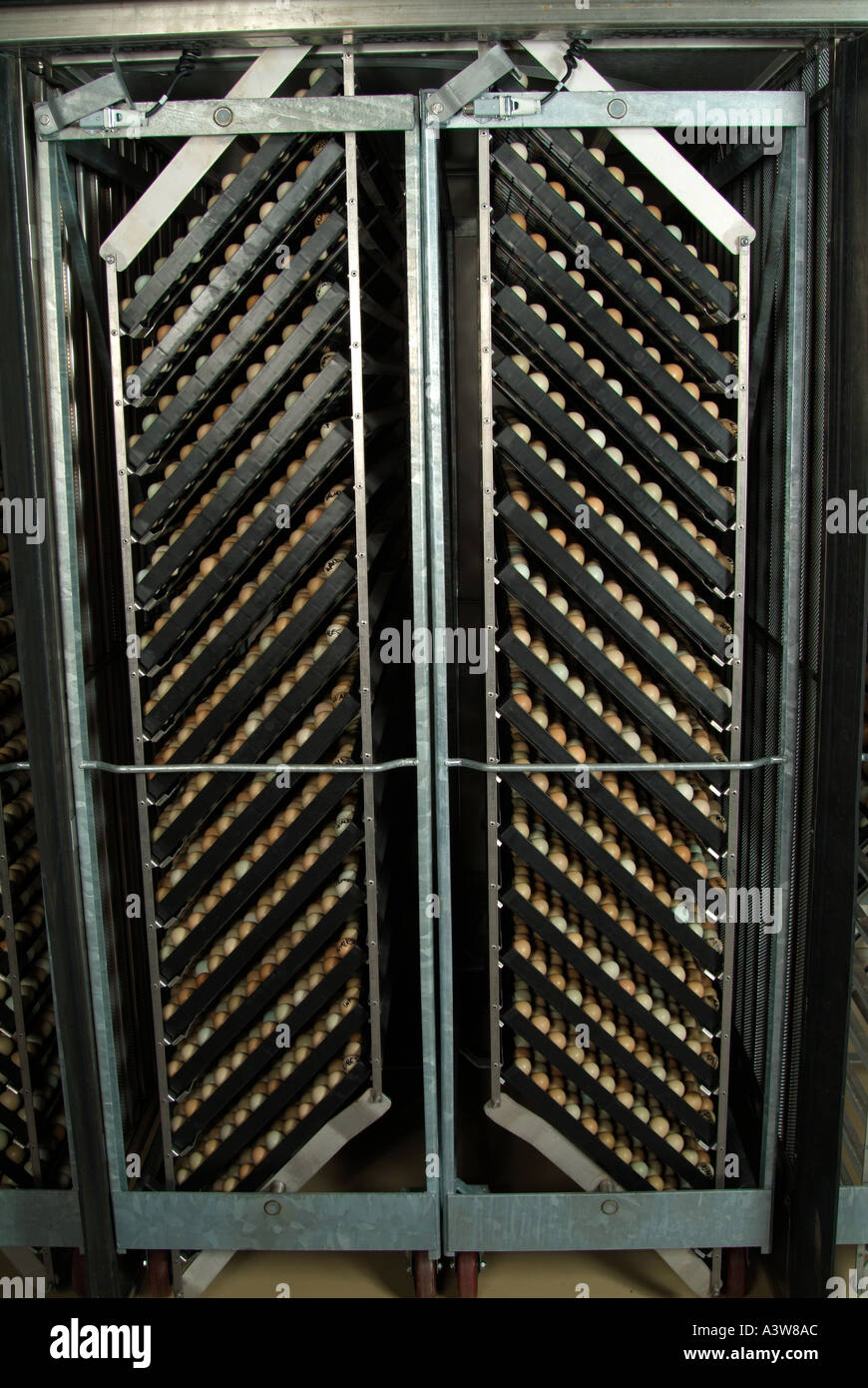 Uova di fagiano in clima controllato setter vassoi in incubatore controllato per umidità e temperatura C02 livelli Foto Stock