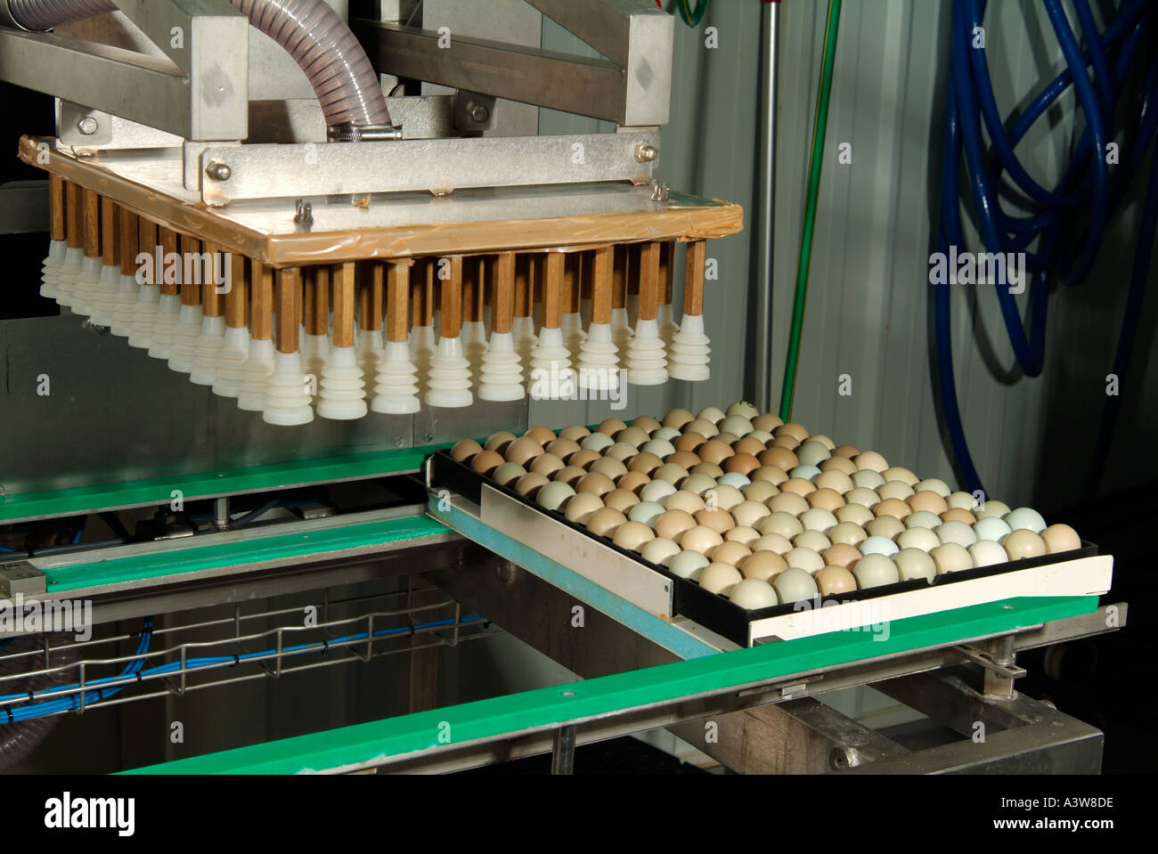 Dopo 21 giorni di incubazione uova sono tranfered utilizzando semi di macchine automatizzate per l'incubatoio vassoi Foto Stock