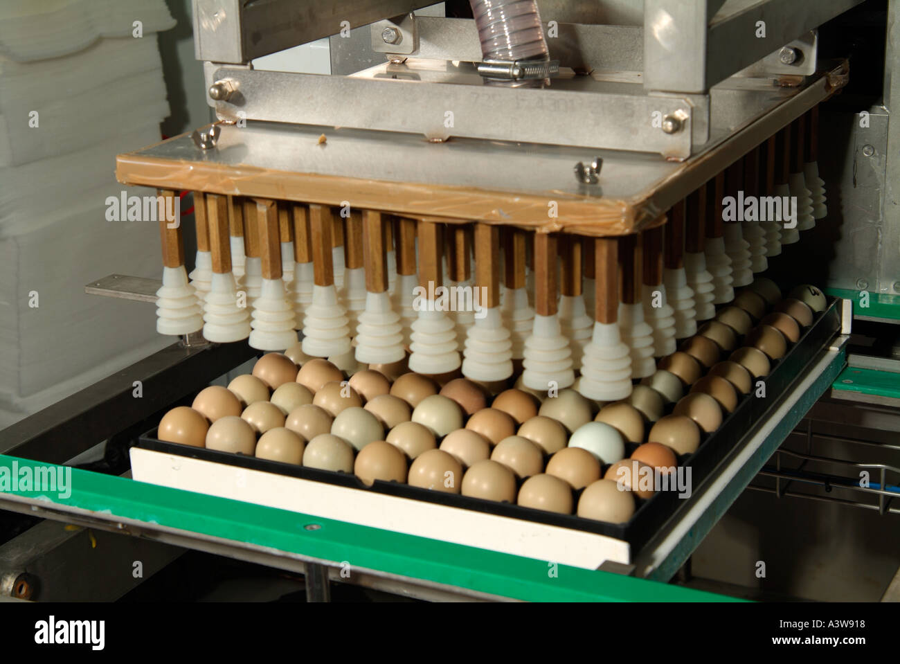 Dopo 21 giorni di incubazione uova sono tranfered utilizzando semi di macchine automatizzate per l'incubatoio vassoi Foto Stock