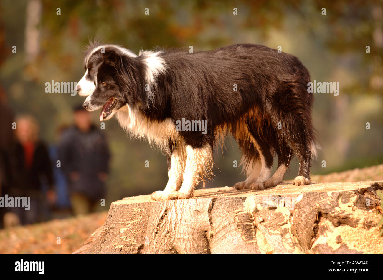 Due Border Collie cani su un ceppo di albero in una zona boschiva REGNO UNITO Foto Stock