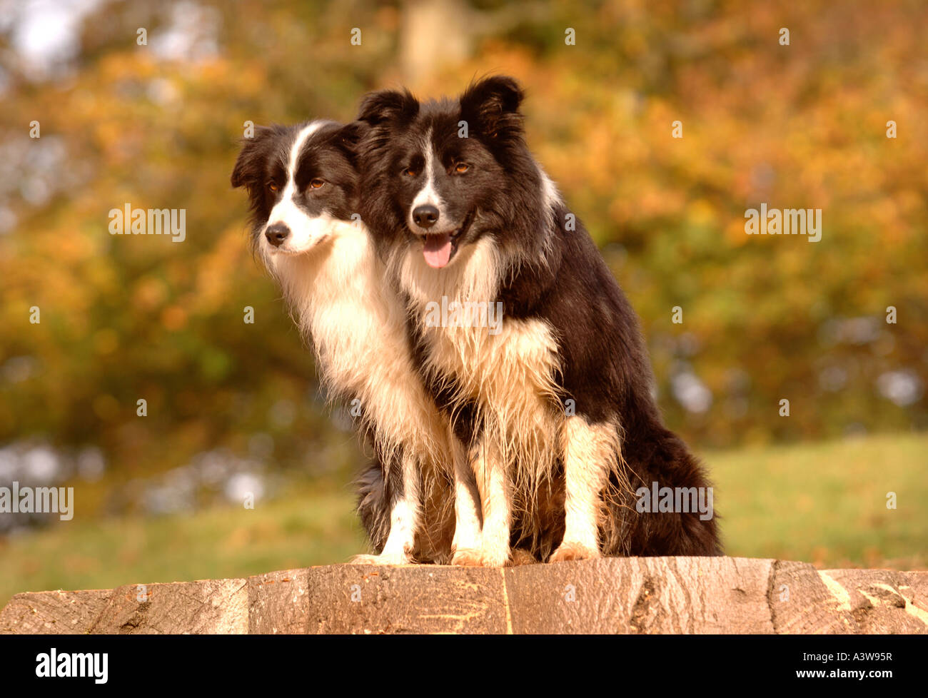 Due Border Collie cani su un ceppo di albero in una zona boschiva REGNO UNITO Foto Stock