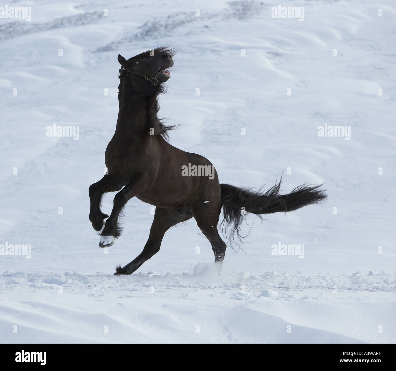 Islandese di pura razza cavallo, Islanda Foto Stock