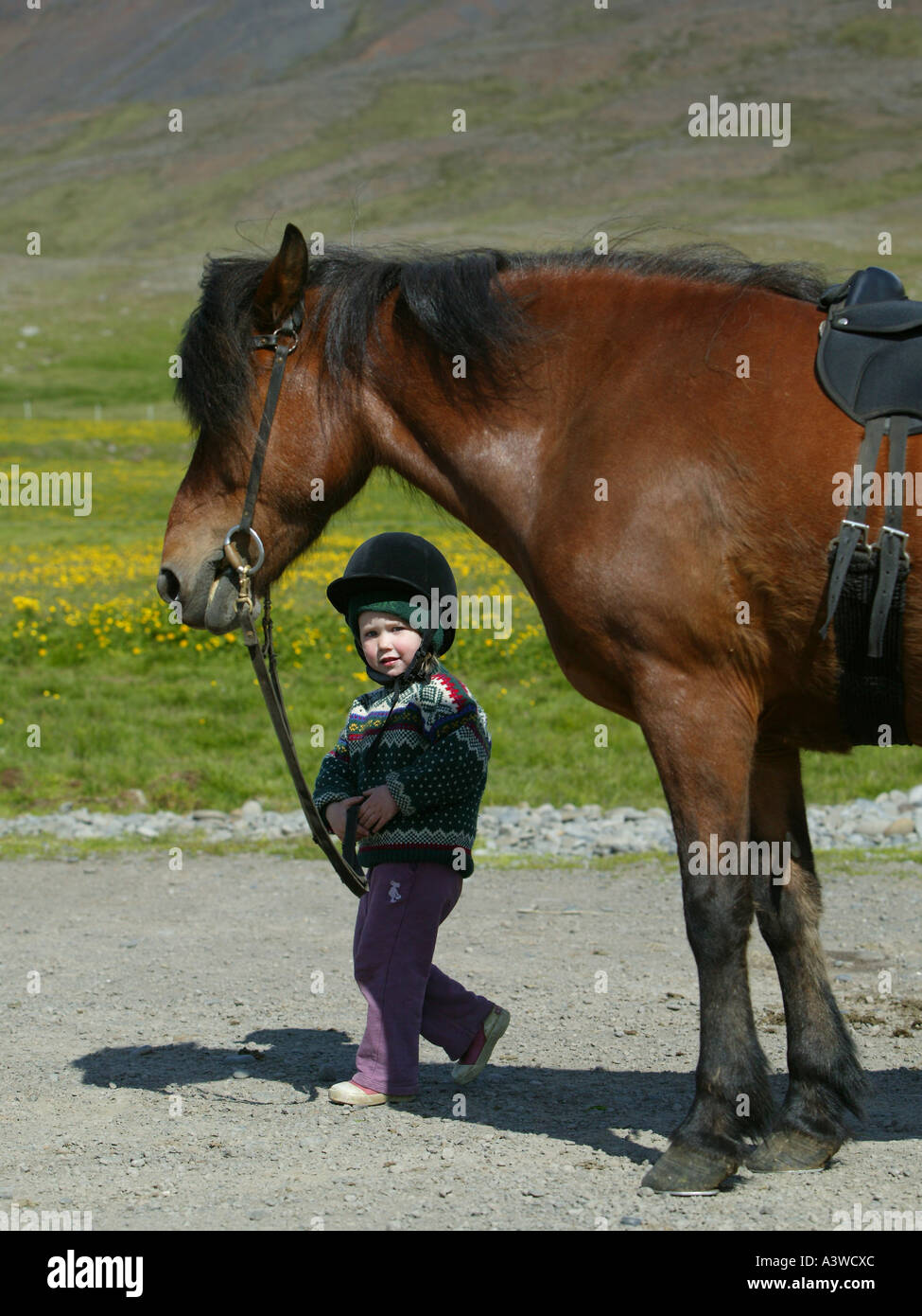 Bambino con islandese di pura razza cavallo Foto Stock