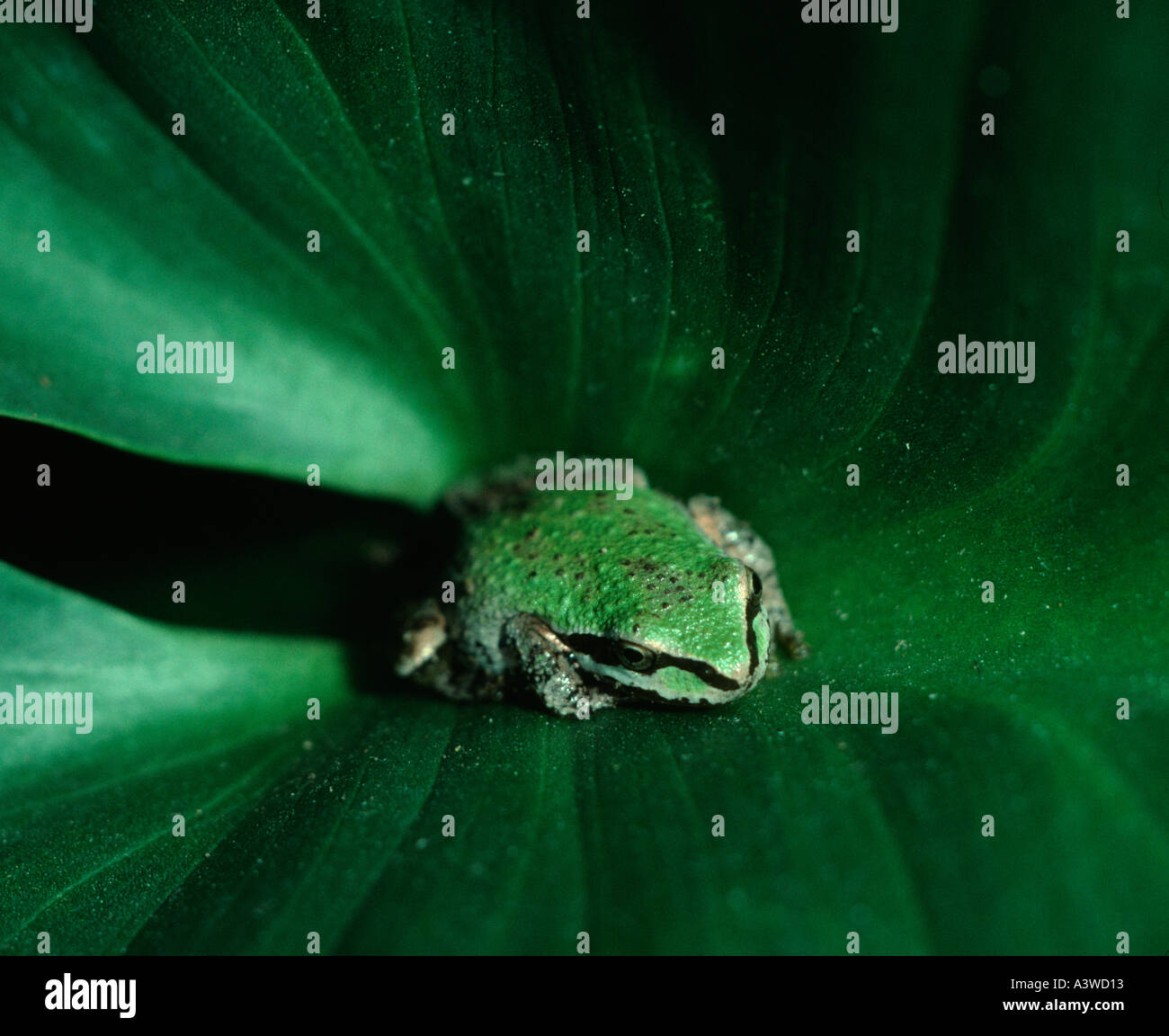 Pacific treefrog Hyla regilla su cala lilly leaf San Francisco California USA fase verde Foto Stock