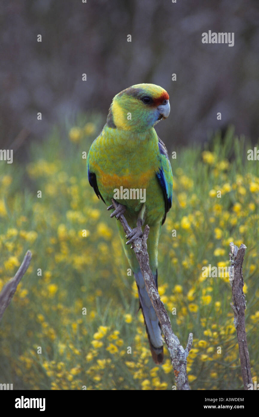 Mallee Ringneck Barnardius barnardi Australia robusti pappagalli vivono nel paese di scrubbing Foto Stock