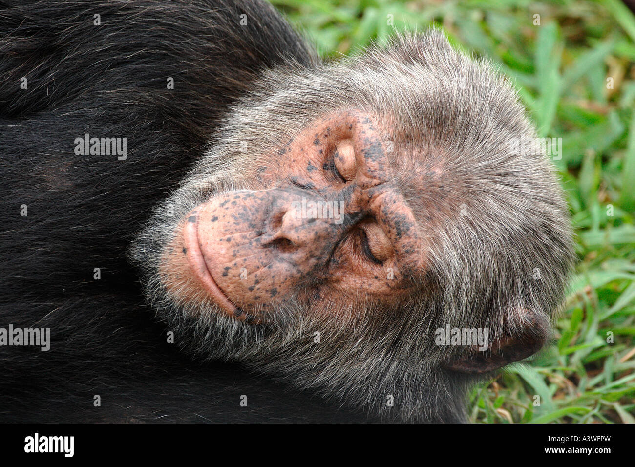Uno scimpanzé Pan troglodytes isola Ngamba Lake Victoria Uganda ritratto di ingrigimento precoce vecchio maschio cercando in Africa Foto Stock