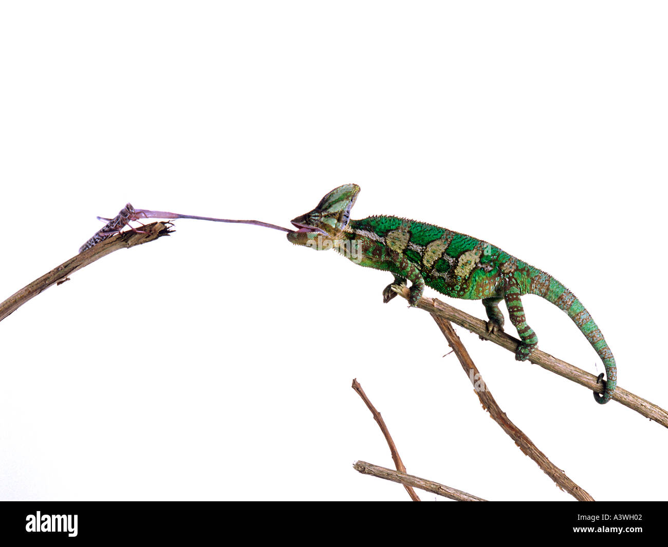 Yemenita o velati Chameleon camaleonte calyptratus la cattura di volare con linguetta Foto Stock