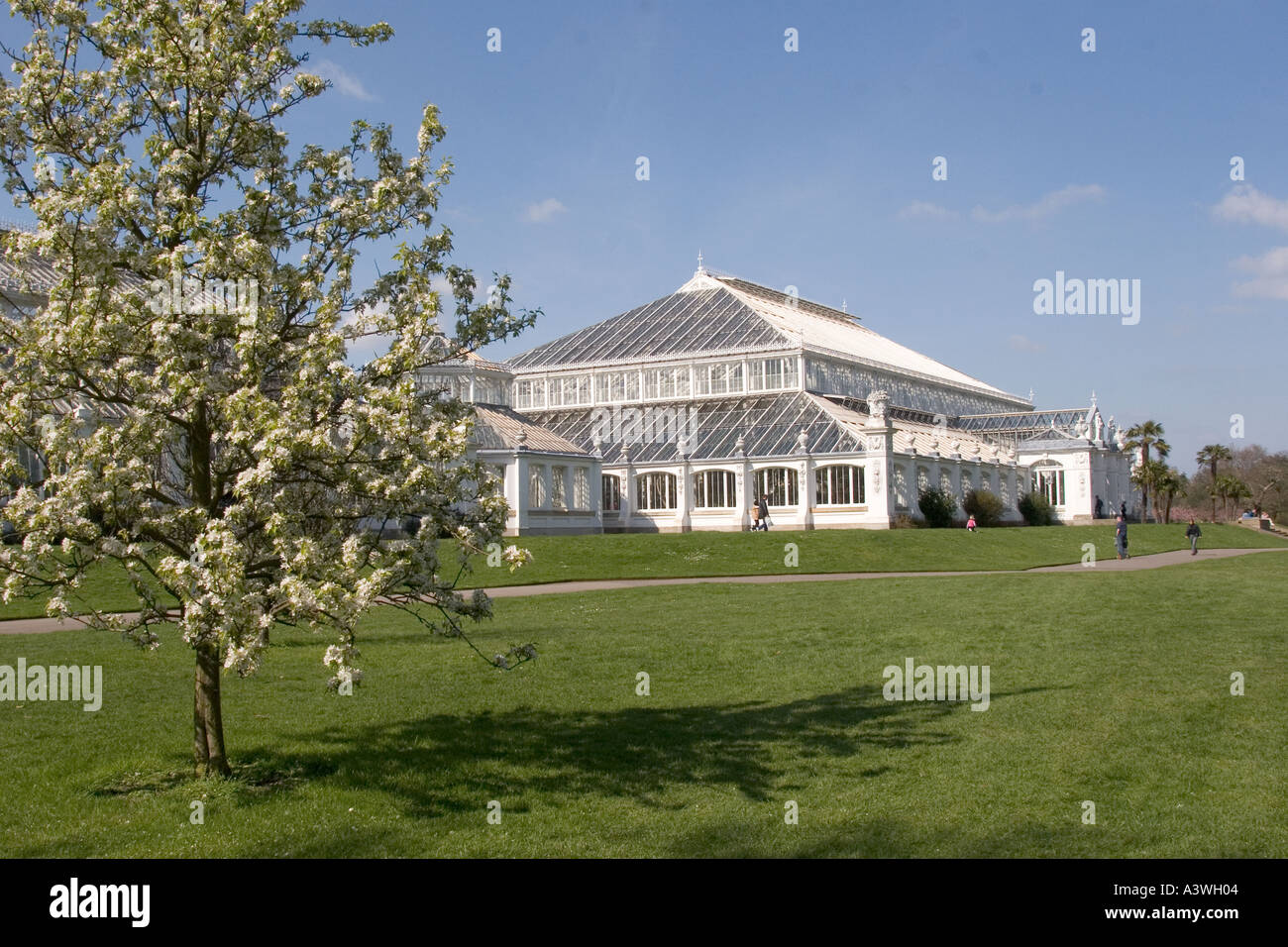 Albero con molla bianco fiore di vetro Victorian House dietro Foto Stock