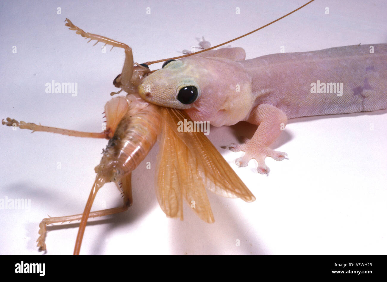 Australian Gecko divorando cricket Foto Stock