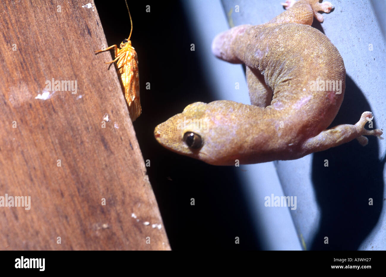 Australian Gecko dimensionamento fino moth Foto Stock