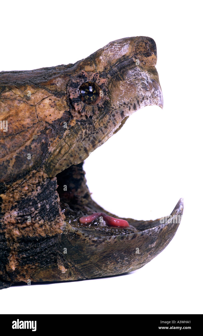 Alligatore Tartaruga Snapping macroclemys temminckii dal sud-est USA Foto Stock