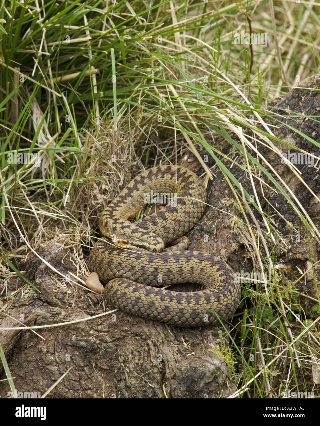 Il sommatore: Vipera berus Foto Stock