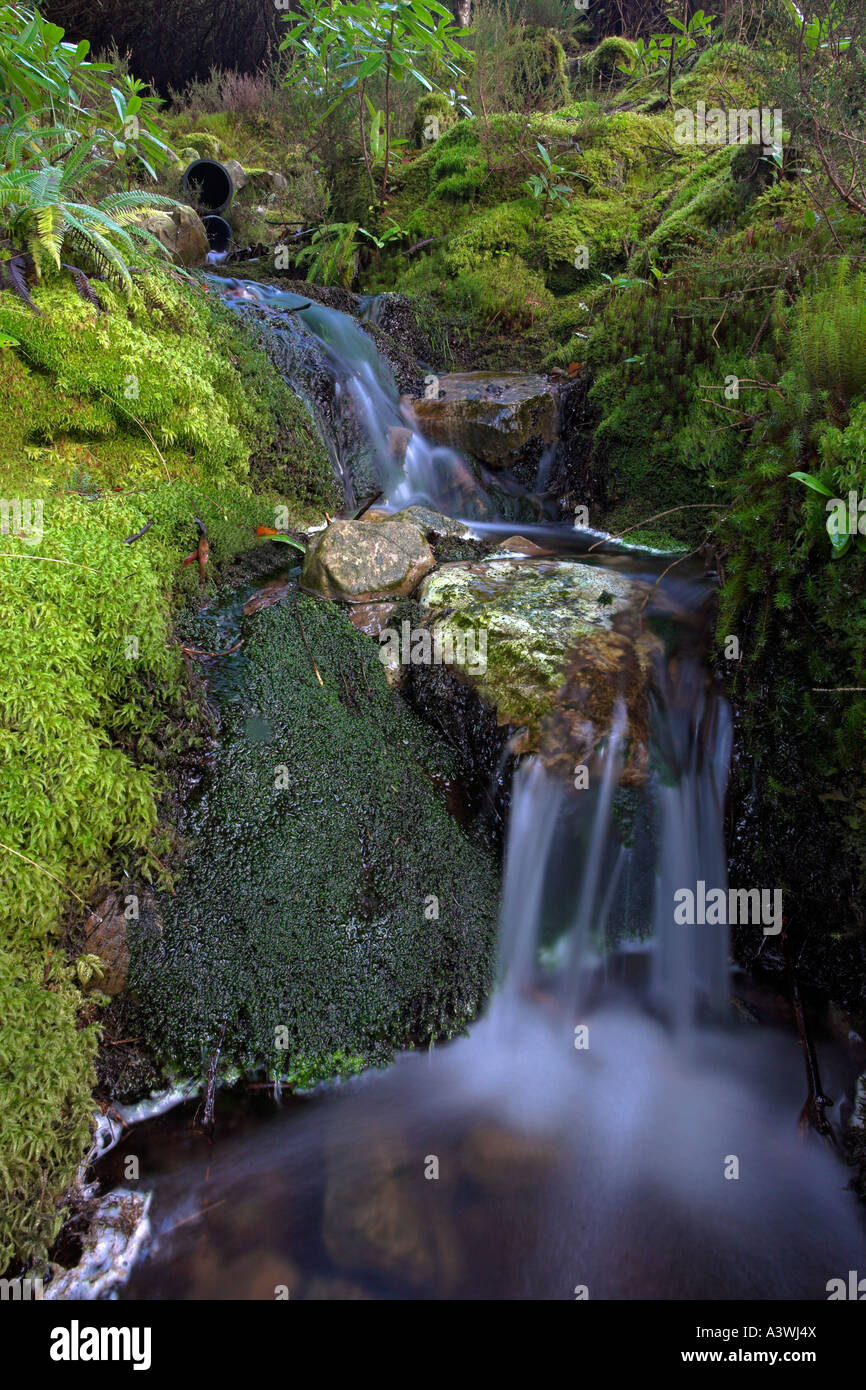 Un piccolo ruscello in un bosco vicino a Glencoe nelle Highlands della Scozia Foto Stock