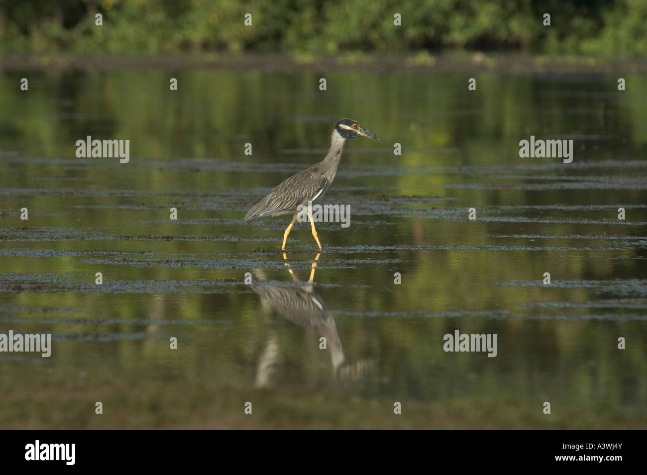 Giallo-incoronato Night-Heron (Nyctanassa violacea) Foto Stock