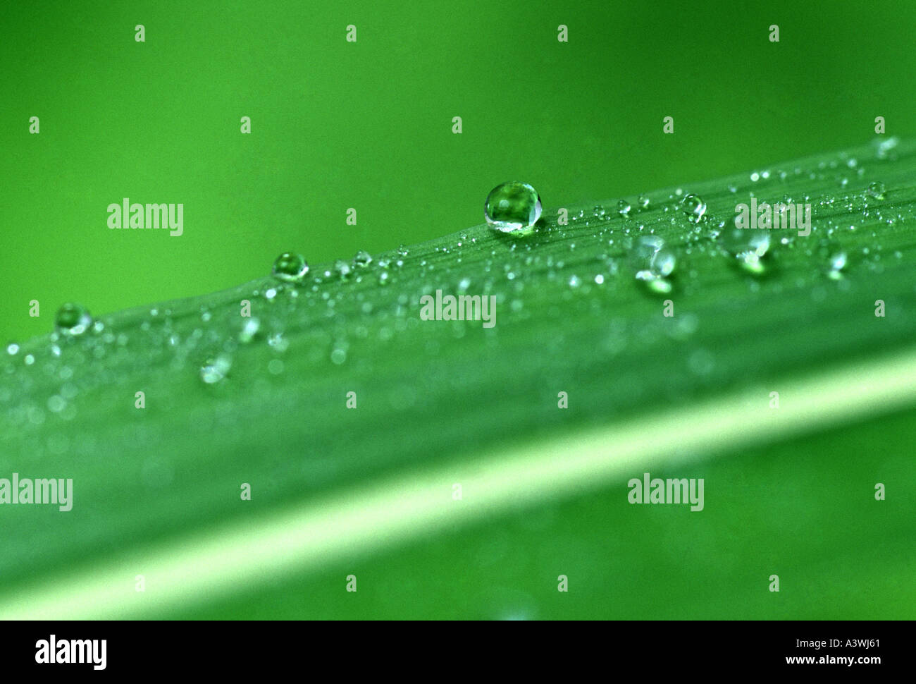 Dewdrops su striped foglia iris Foto Stock