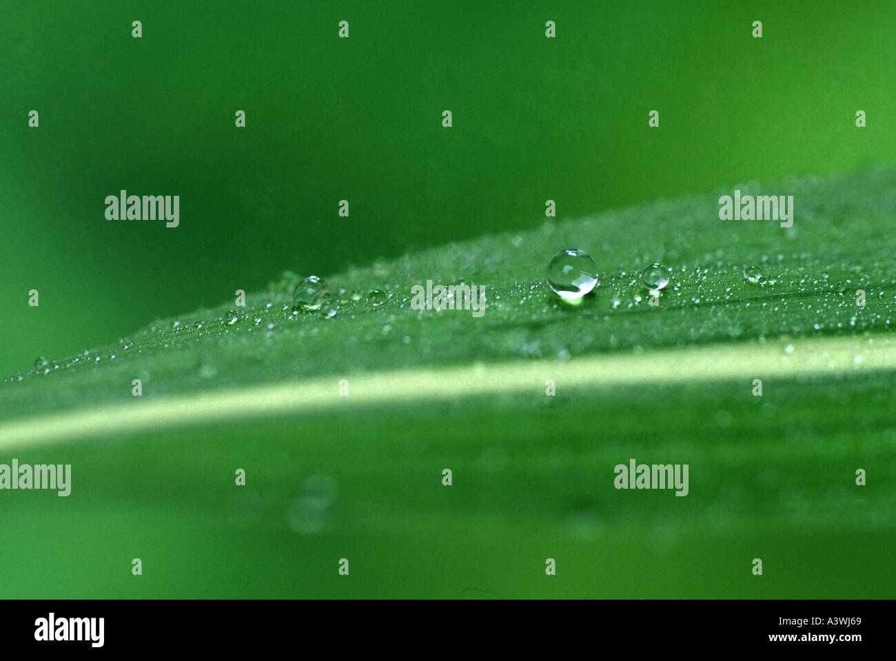 Dewdrops su striped foglia iris Foto Stock