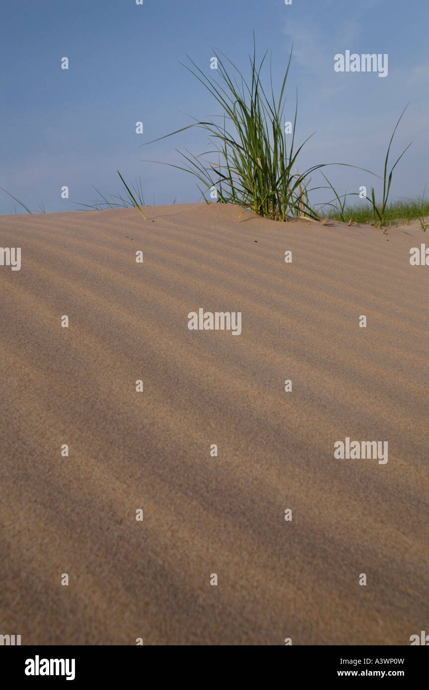 Erba a Grand Sable dune in Pictured Rocks National Lakeshore vicino a Grand Marais Michigan Foto Stock