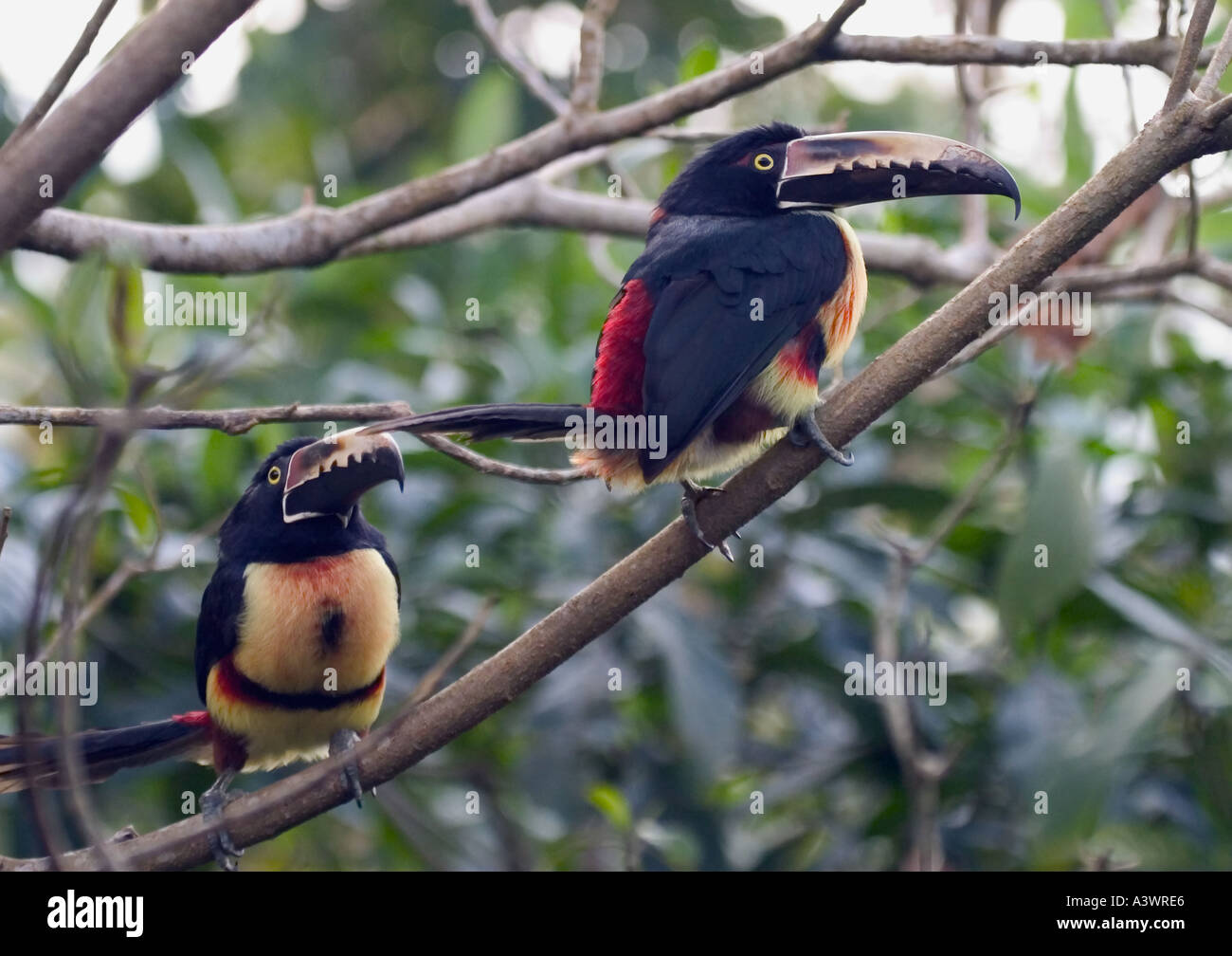 Una coppia di Arcaris collare Costa Rica Foto Stock