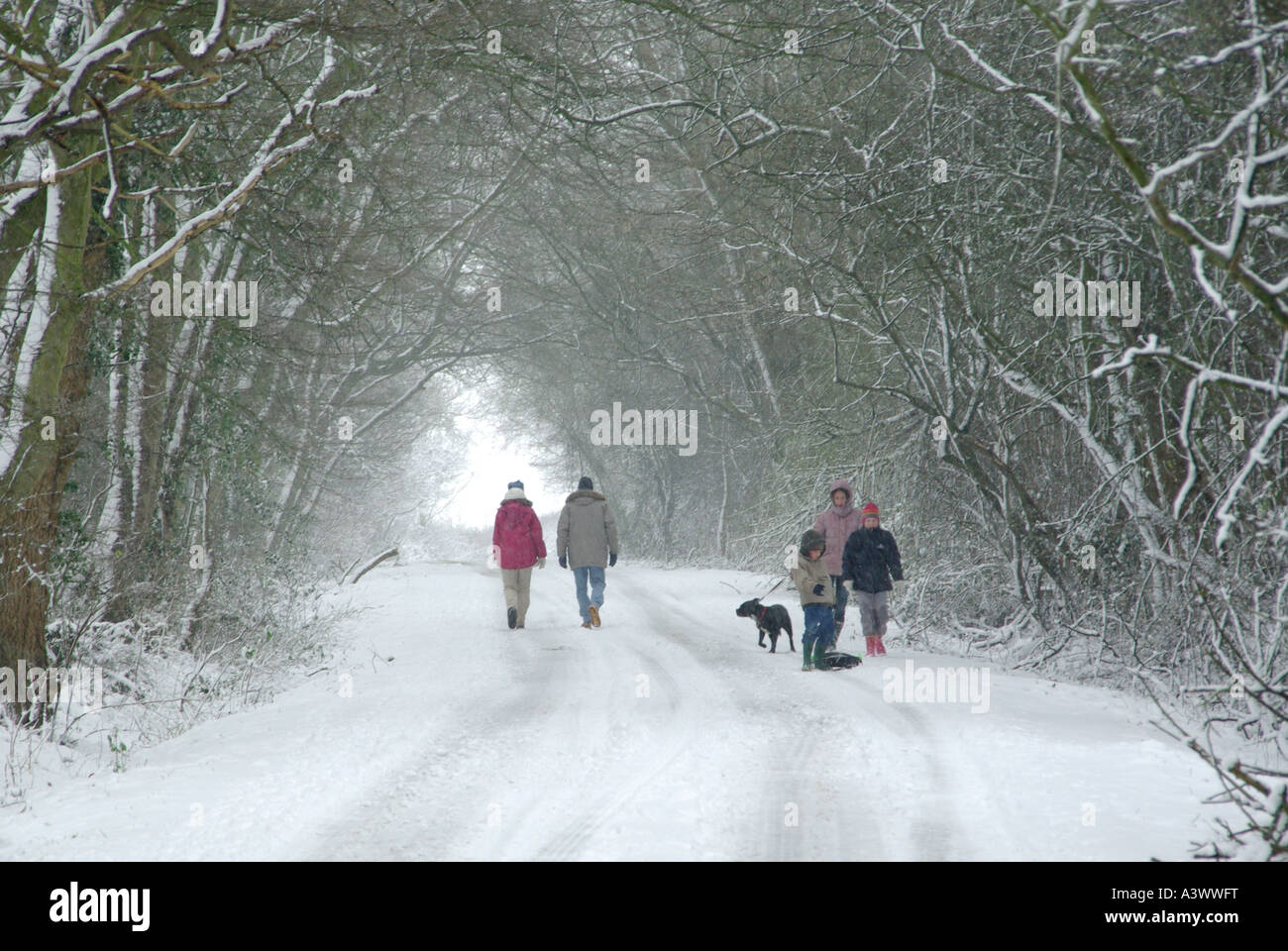 Pista di campagna coperta di neve vista posteriore coppia adulto a piedi e vista frontale famiglia con bambini allenare cane sotto tunnel di alberi invernali Inghilterra Regno Unito Foto Stock