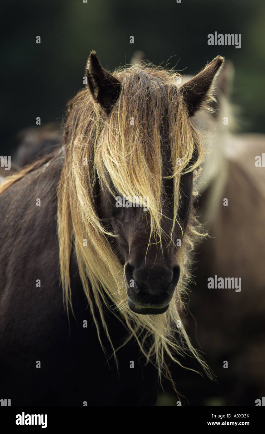 Il Rum Pony Isola di rum di Scozia Foto Stock