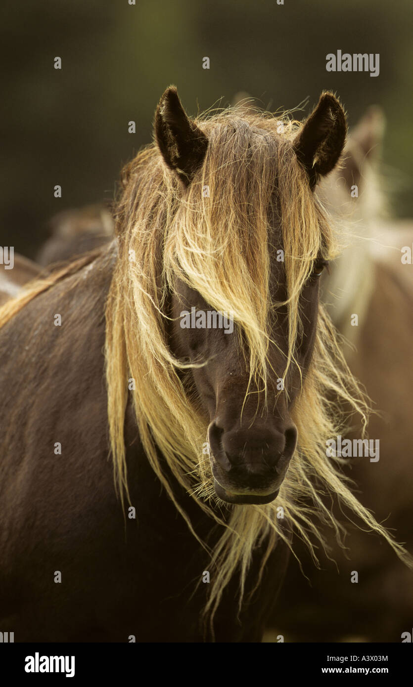 Il Rum Pony Isola di rum di Scozia Foto Stock