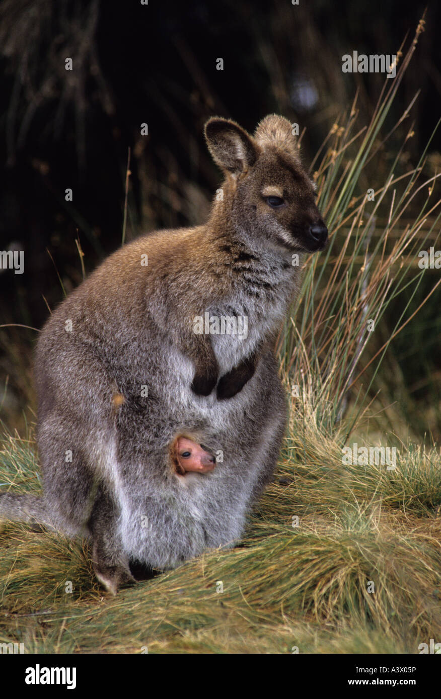 Collo rosso Wallaby Macropus rufogriseus chiamato Bennett s Wallaby in Tasmania Australia Foto Stock