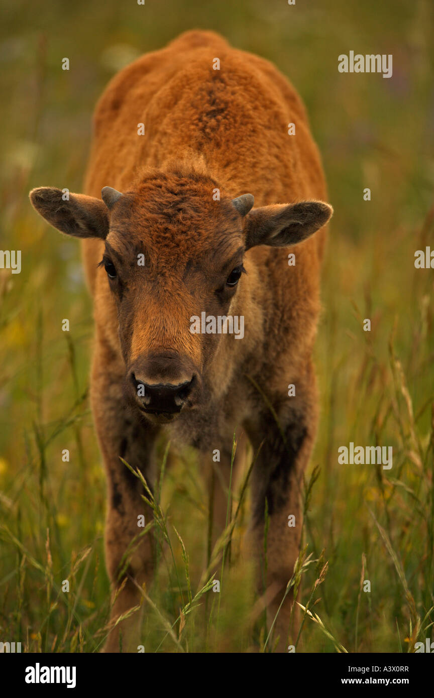 Bison bison bison Calf Wyoming comunemente chiamato buffalo Foto Stock