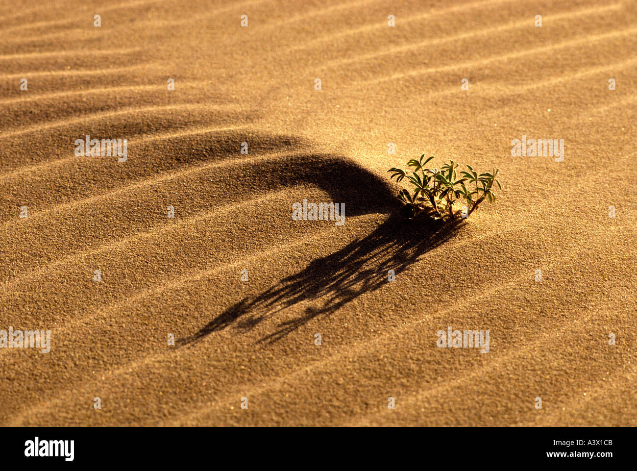V00104 tif di lupino in duna di sabbia Oregon Dunes National Recreation Area Oregon Foto Stock