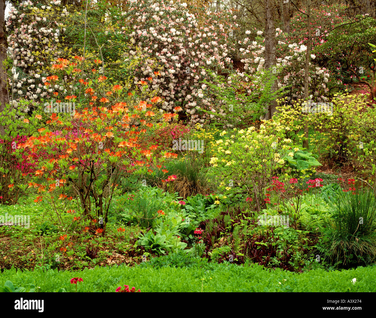 V00286M tif Giardino a Hendricks Park con la fioritura dei rododendri e azalee Eugene, Oregon Foto Stock