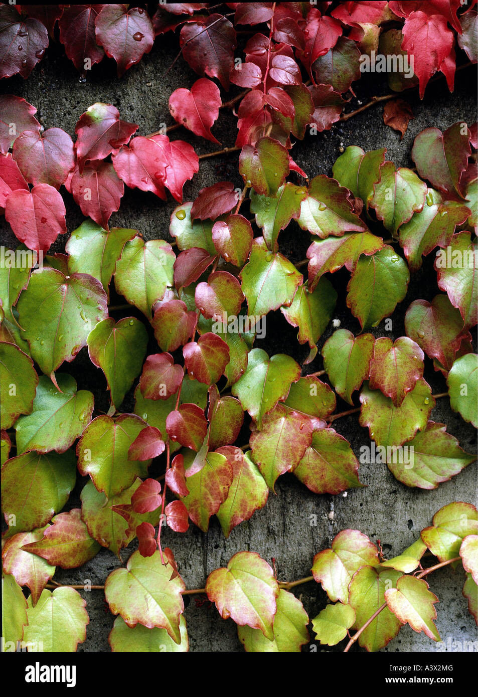 " Botanica, liane, (Parthenocissus), Japaneese superriduttore, (Parthenocissus tricuspidata), ordinare 'Veitchii', foglie, Boston ivy, G Foto Stock