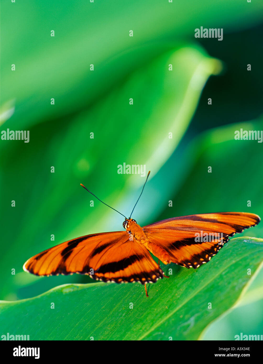 Non identificato farfalla arancione sul fogliame giardini di cristallo Victoria British Columbia Canada Foto Stock