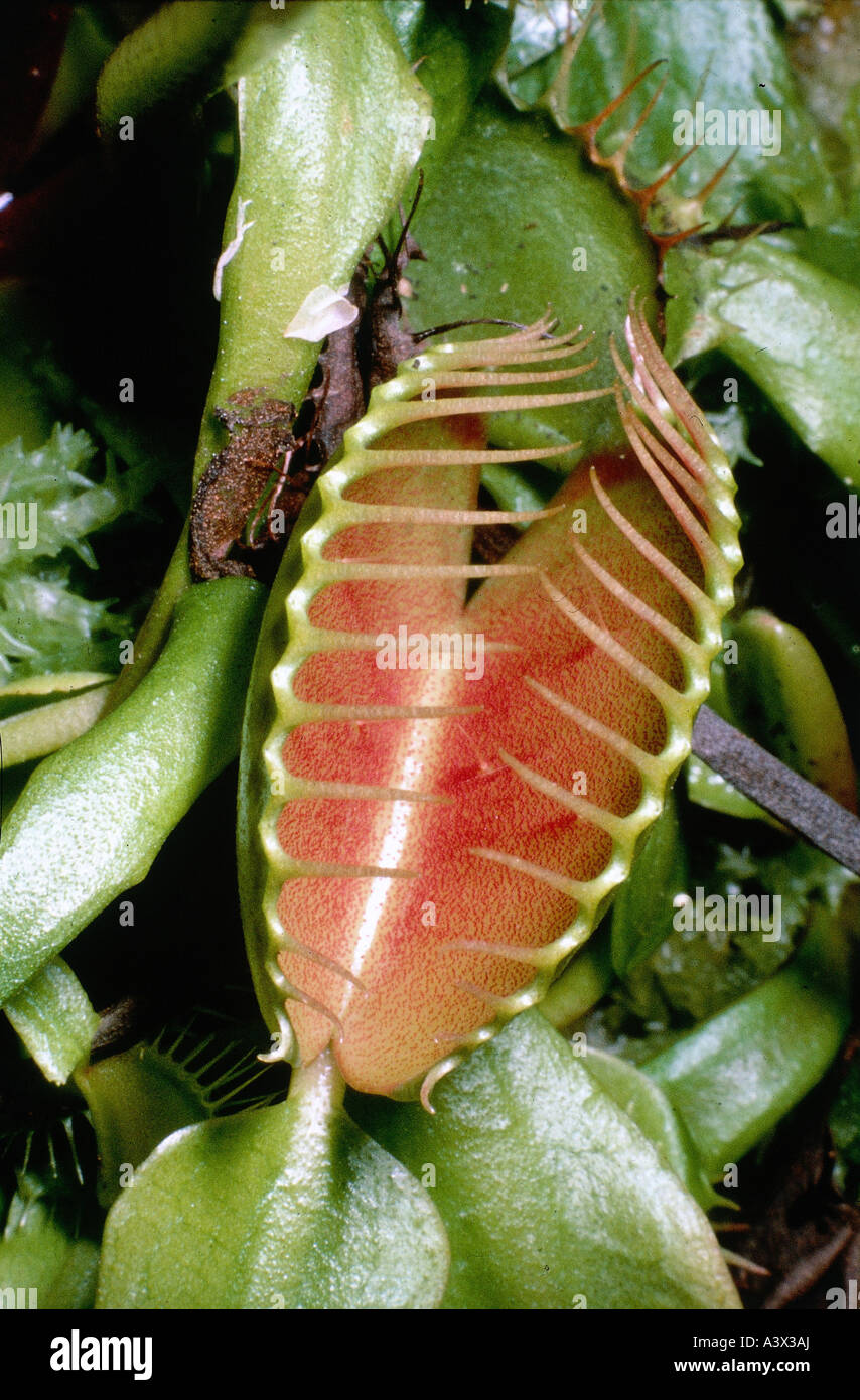 La botanica, Venus Flytrap, (Dionea muscipula), fiore pianta carnivora, carnivori Droseraceae, Dilleniidae, Foto Stock